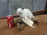 Full body mount white baby possum