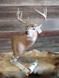 Tabletop pedestal Whitetail mount