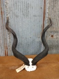 African kudu horns and skullcap