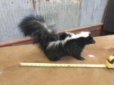 Full body mount skunk