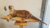 Full Body Mount Otter On Driftwood Base