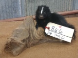 Baby skunk on Driftwood base