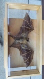 Vintage Bat In Display Case