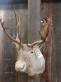 Caribou shoulder-mount