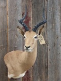 African Impala shoulder-mount