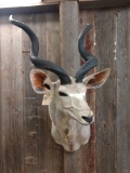 African kudu shoulder-mount