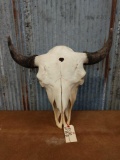 Large herd buffalo skull