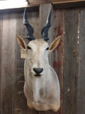 African eland shoulder-mount