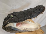 mounted Alligator Head
