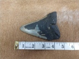 Large megalodon shark tooth fossilized