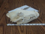 Canadian Wolf Skull