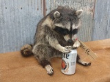 Full body mount raccoon drinking beer
