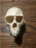 Male Vervet Monkey Full skull - ALL teeth 4 1/2