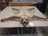 Nice Alaskan grizzly bear rug