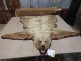 Nice big Alaskan brown bear rug