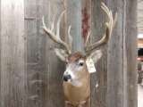 Big Main Frame 5x5 Wild Whitetail Shoulder Mount