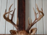 Mainframe 5 x 5 shoulder Mount Whitetail