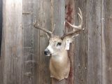 5x5 Whitetail Shoulder Mount