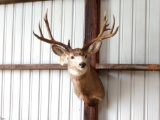 5 x 5 mule deer shoulder mount