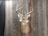 5x5 Shoulder Mount Whitetail