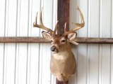 4 X 4 shoulder Mount Whitetail