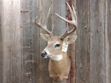 4x4 Shoulder Mount Canadian Whitetail