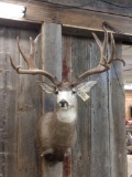 Big shoulder Mount mule deer