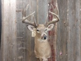 Main Frame 5x5 Whitetail Shoulder Mount