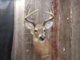 Main Frame 5x5 Shoulder Mount Whitetail