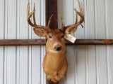 Vintage 5 x 5 Whitetail shoulder-mount