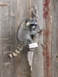 Full body mount raccoon on hanging Driftwood base