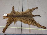 Tanned African serval cat skin