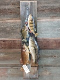 Real skin stringer fish mount