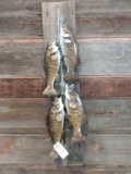 4 real skin smallmouth bass fish mounts on stringer