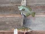 Real skin fish mounts on Driftwood hanger