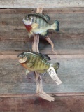 2 real skin bluegill fish mounts on Driftwood hanger