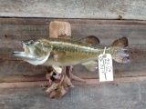 20 inch largemouth bass real skin mount