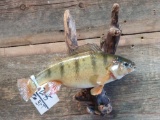 12 inch perch real skin fish mount