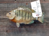 9 inch bluegill real skin fish mount