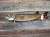 49 in muskie real skin fish mount