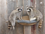 Two raccoons on the log