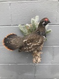 Male Spruce Grouse Perched On A Limb