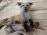 Nice Full Body Mount Red Fox On Driftwood Hanger