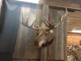 Shoulder mount Canadian moose