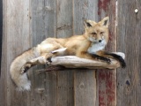 Full body mount red fox laying down on hanging Driftwood base