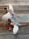 Double flying pheasant mount