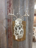 Whitetail Deer Bust Antler Sculpture