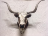 Shoulder Mount Texas Longhorn