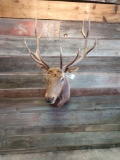 6 x 5 shoulder Mount elk