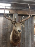 6 x 5 elk shoulder-mount